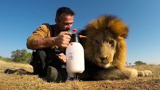 Lion Treats The Everything Spray  The Lion Whisperer [upl. by Falk]