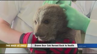 Brown Bear Cub Nursed Back To Health [upl. by Corey188]