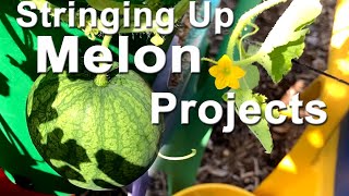 Growing Watermelon amp Korean Melon Golden Chamoe Stringing Vines in Container Garden amp Small Space [upl. by Malo]