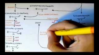 Human Metabolism Map III  Glycerols MonoDi Tri and Phosphatidic Acid [upl. by Anilra804]