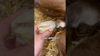 Why newborn horses have Jelly hooves🍮 shorts viralvideo [upl. by Ettenuahs]