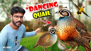 10000 രൂപയുടെ BUTTON QUAIL നെ വാങ്ങി  Bought 30 Fancy BUTTON Quail From the PET SHOP [upl. by Akinej]