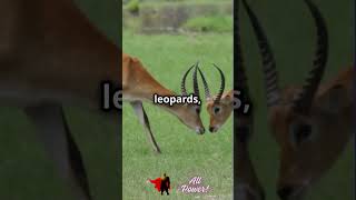 Leopard vs Baboon  The 2024 Invasion Showdown [upl. by Park]