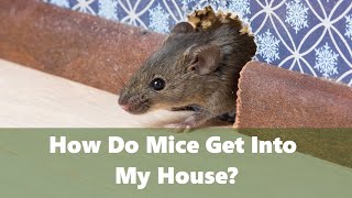 How do mice get into my house [upl. by Marya]