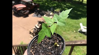 How to grow Silver Maple trees from seed [upl. by Alohcin823]