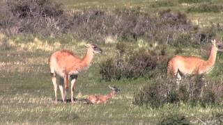 Guanaco Birth [upl. by Suissac]