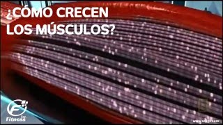 ¿Cómo crecen los músculos [upl. by Novihs922]