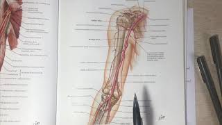 Anastomoses around Elbow joint [upl. by Anorahs401]