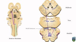 AXON Dorsal Column Pathway Fine Tactile Sensation Conscious Proprioception from Hand 5 of 9 [upl. by Llerol]