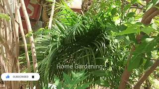 Growing Areca Palm at your Home Garden [upl. by Argyres322]