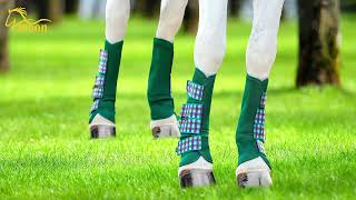 Horse Gaiters for Sale horse equestrian horseracing [upl. by Moise]