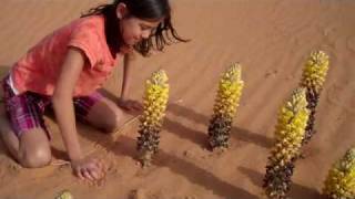 Erica and Cistanche flowers in Saudi [upl. by Nazarius]