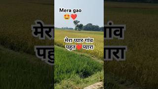 Mera piyara Gao 😍 very bouty full village bhojpurigane bhojpuri song village shortsfeed shorts [upl. by Tinya184]