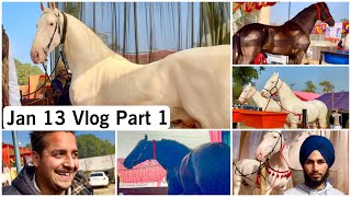 Muktsar Horse Fair Jan 13 2024 Vlog Part 1 मुक्तसर मेला २०२४ [upl. by Nnayllek]