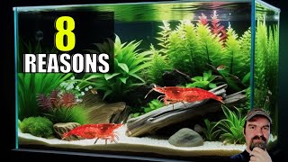 8 Cherry Shrimp Keeping Mistakes And How To Avoid Them [upl. by Binetta]