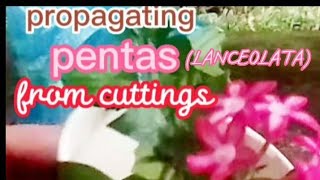 HOW TO PROPAGATE PENTAS  LANCEOLATA flowerplants howtopropagate jingplantjourney [upl. by Anailuig]