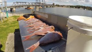 Got Done By The Gun Snapper Fishing Batemans Bay [upl. by Lebyram15]