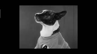 A Dogville Comedy  An All Barkie College Hounds 1929 Complete Pre Code Movies Short And Comedy [upl. by Heinrick]