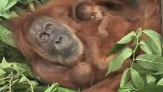 quotThe twinsquot Orangutans [upl. by Ainav]