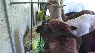 Do the alpacas love Barley Fodder Yes [upl. by Bourne]