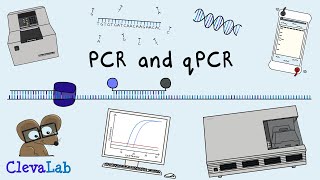 What is PCR and qPCR  PCR Animation [upl. by Yetnruoc708]