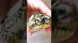 quotUnbelievable Nature Meet the MultiHeaded Tortoisequot 😮🐢 more wtf [upl. by Yarrum]