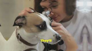 Dog Ear Hematoma Causes and Treatments [upl. by Alilad]