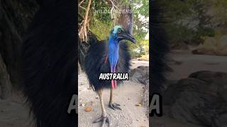 Cassowary  The Deadliest Bird In The World [upl. by Casia]