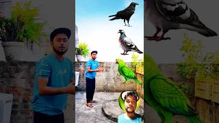 Crow vs Pigeon vs Parrot birds pigeon comedy funny vfx birdfreaks storybird entertainment [upl. by Rozelle]