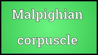 Malpighian corpuscle Meaning [upl. by Waters765]