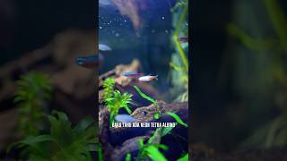 BARU TAU ADA NEON TETRA ALBINO neontetra ikanhias albinoneontetra aquascape foryou fyp short [upl. by Ahtilat20]