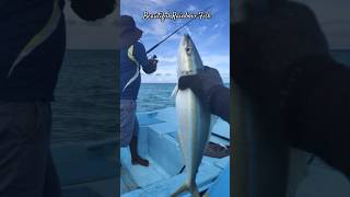 Catching a rainbow fish fishing rainbowfish maldives shorts sea fishingvideo fishinglife [upl. by Henka41]