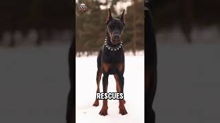 Rottweiler Vs Doberman  Can Doberman Beat This Dog [upl. by Maher770]