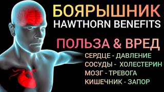 Боярышник Hawthornbenefits Как успокоить Мозг и Сердце l Что важно знать [upl. by Dnomaid352]