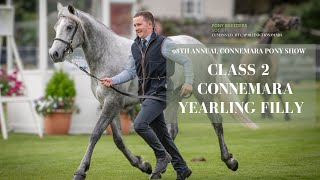 Class Two Connemara Yearling Filly  98th Annual Connemara Pony Show [upl. by Ysset25]