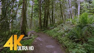 4K Virtual Forest Walk  5 Hours Walking in the Woods Grand Ridge Trail Issaquah WA [upl. by Helprin]