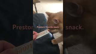 Preston loves to eat but he’s only 12 pounds asmr kitty [upl. by Boff419]