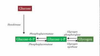 Glycogen Synthesis and Degradation [upl. by Asirak635]