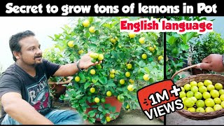 100 Lemons In 1 Pot  Secret To Grow Tons Of Lemons In Pot  How to grow lemon plant at home [upl. by Luise]