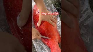 Maya maya Fish sobrang laki fish short [upl. by Moffit787]