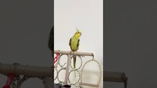 Adorable cockatiel Jerry’s majestic opera performance iphone cocakatielcraze shorts [upl. by Melentha960]