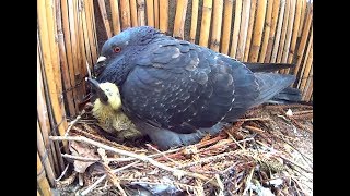 Des bébés pigeons sur mon balcon  Sony Action Cam [upl. by Ahseiyn]