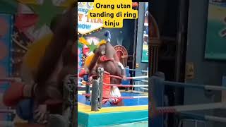 Orang utan main tinju diatas ring🤣lucu funny [upl. by Niveb479]