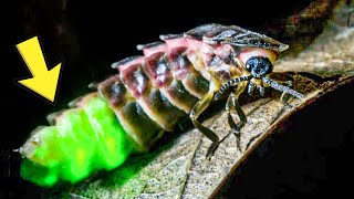 How Glow Worms Use Light To Lure Their Prey [upl. by Hare]