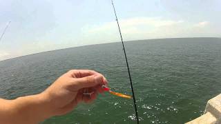 Spanish Mackerel Fishing at the Sunshine Skyway Fishing Pier [upl. by Tugman]