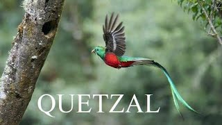 Quetzal  Spiritual Bird [upl. by Favien]