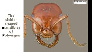 The dulotic ant Polyergus mexicanus at Mount Lemmon in Arizona [upl. by Amalburga]