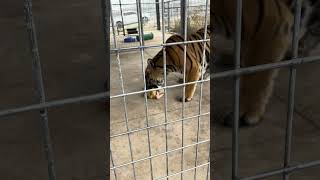 Tigers Jasmine 3 and Max enjoyed their Thanksgiving Turkey [upl. by Weissman]