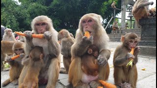 feeding carrot beans and radish to the hungry monkey [upl. by Eniamurt]