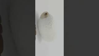 How a SilkWorm lives in the Cocoon timelapse [upl. by Sivehc]